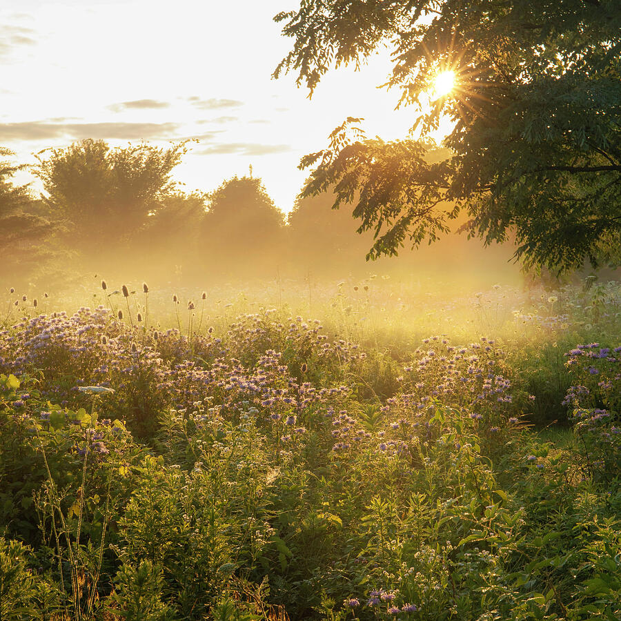 Golden sunrise illuminating mist and wildflowers beside Ottawa Metro Park in Lima Ohio